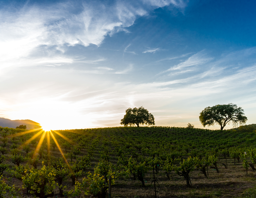 Sonoma California vineyard