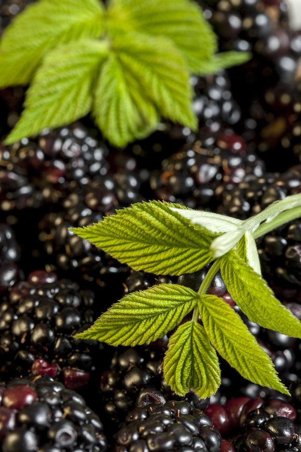 blackberry leaves used to make a sore throat mixture