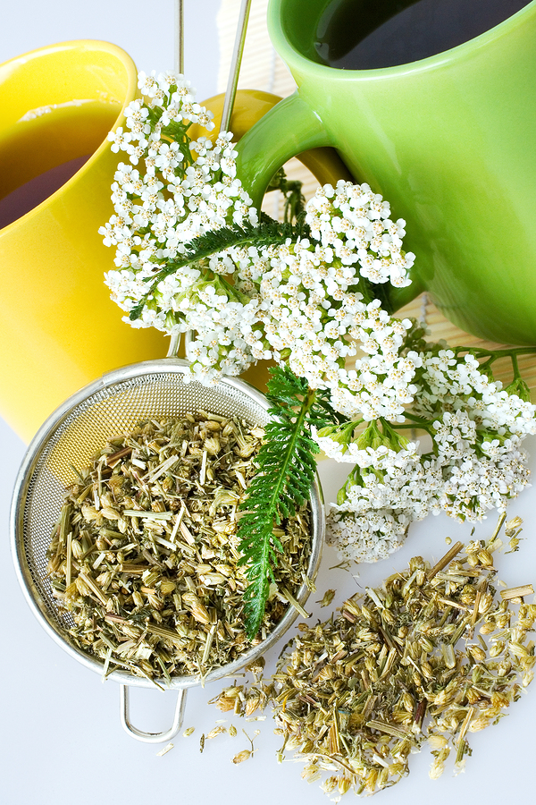 yarrow for candida and yeast infection