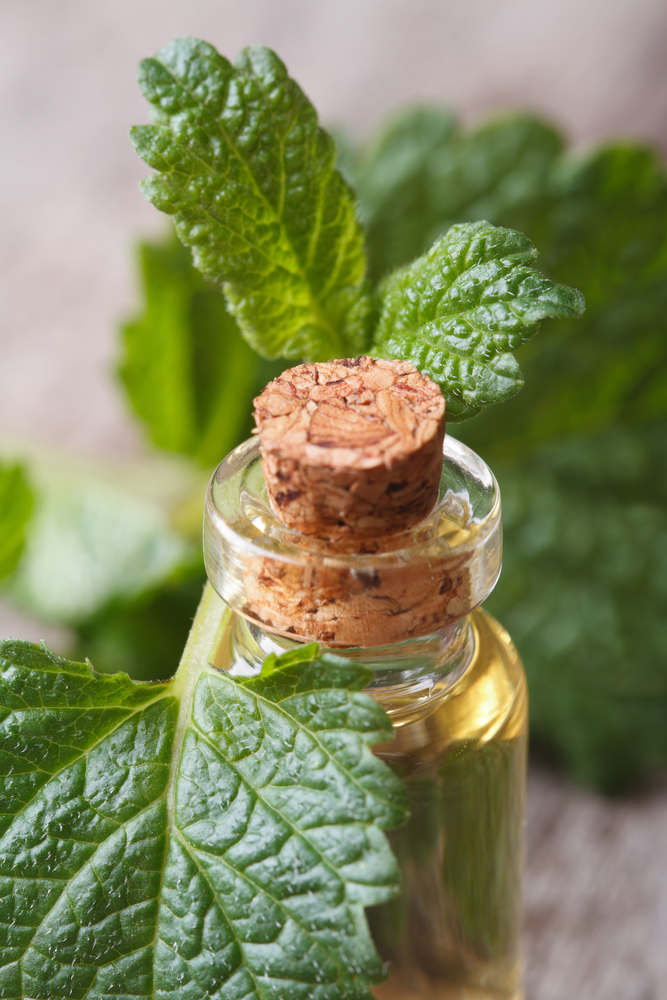 lemon balm extract - home remedies for cold sores